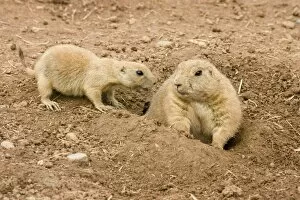 Images Dated 22nd August 2010: Black-Tailed Prairie Marmots - adult & juvenile