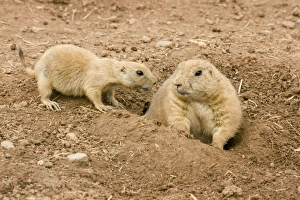 Images Dated 22nd August 2010: Black-Tailed Prairie Marmots - adult & juvenile