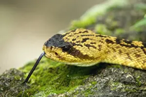 Black-tailed Rattlesnake Arizona, USA