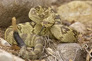 Black Tailed Prints: Black-tailed Rattlesnake - Chiricahua Mountains -Arizona - Rattle in motion - Smelling or tasting the air with its