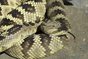 Images Dated 4th May 2007: Black-tailed Rattlesnake Close up with tongue extended. Arizona USA