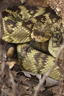 Rattlesnakes Collection: Black-tailed Rattlesnake - coiled showing rattle - smelling or tasting the air with its tongue