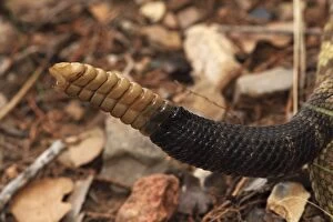 Rattlesnakes Collection: Black-tailed Rattlesnake - rattle - Chiricahua Mountains - Arizona - USA - Distribution