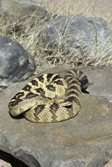Images Dated 4th May 2007: Black-tailed Rattlesnake On rock. Arizona USA