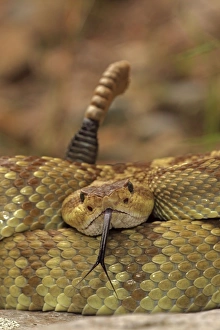 Rattlesnakes Collection: Black-tailed Rattlesnake - Smelling / tasting the air with its tongue - Chiricahua Mountains