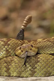 Scenting Prints: Black-tailed Rattlesnake - Smelling / tasting the air with its tongue - Chiricahua Mountains - Arizona - USA