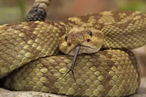 Black-tailed Rattlesnake - smelling or tasting the air with its tongue - Chiricahua Mountains - Arizona - USA - Distribution: Texas -New Mexico and Arizona into central Mexico