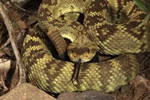 Black-tailed Rattlesnake - smelling or tasting the air with its tongue - Chiricahua Mountains - Arizona - USA - Distribution: Texas -New Mexico and Arizona into central Mexico