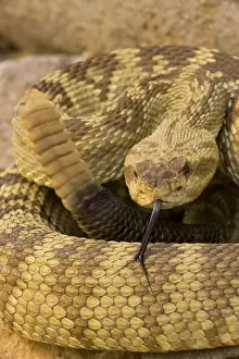 Black-tailed Rattlesnake - smelling / tasting the air with its tongue - Chiricahua Mountains - Arizona - USA - Distribution: Texas - New Mexico and Arizona into central Mexico