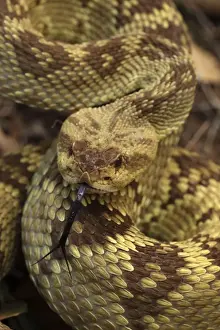 Black-tailed Rattlesnake - smelling or tasting the air with its tongue - Chiricahua Mountains - Arizona - USA - Distribution: Texas -New Mexico and Arizona into central Mexico