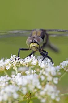 Images Dated 15th July 2012: Black Tailed Skimmer Dragonfly - immature male