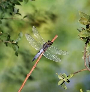 Black-tailed Skimmer Dragonfly - male