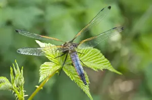 Black Tailed Prints: Black Tailed Skimmer - Male - The Netherlands - Overijssel - De Wieden