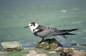 Images Dated 3rd December 2010: Black Tern