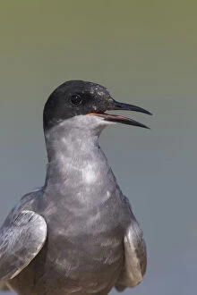 Black Tern Gallery: Black Tern - adult tern calling - Germany