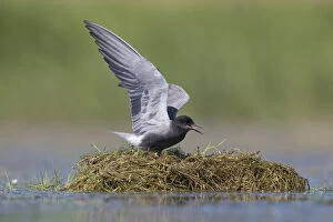 Black Tern - adult tern flapping its wings - Germany