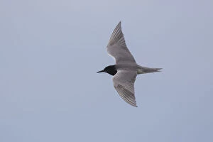 Brandenburg Gallery: Black Tern - adult tern in flight - Germany
