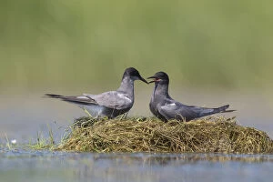 Tern Gallery: Black Tern - adult terns courting - Germany