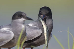 Black Tern Gallery: Black Tern - adult terns with a fish - Germany
