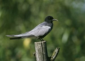 Images Dated 11th December 2006: Black Tern - Perched on wooden dead tree trunk