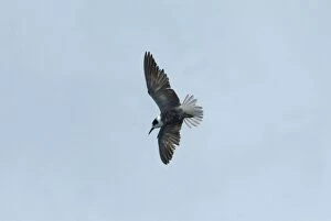Black Tern - possibly juvenile