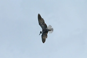 Images Dated 2nd June 2005: Black Tern - possibly juvenile Farmoor Reservior, August, Oxon