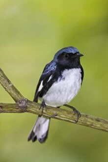 Images Dated 5th June 2013: Black-throated Blue Warbler