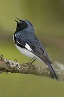 Dendroica Prints: Black-throated Blue Warbler