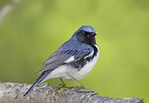 Dendroica Prints: Black-throated Blue Warbler - adult male on territory in spring. May in Connecticut, USA