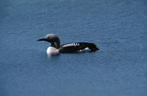 Images Dated 2nd July 2010: Black-throated Diver