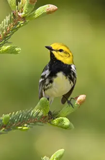 Black Throated Prints: Black-throated Green Warbler. Maine USA in June
