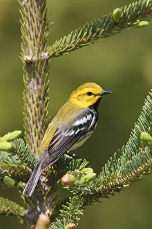 Black Throated Prints: Black-throated Green Warbler. Maine USA in June