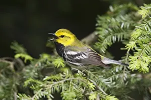 Black Throated Prints: Black-throated Green Warbler - male in spring, CT, USA