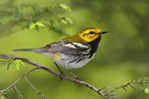 Black Throated Prints: Black-throated Green Warbler - in spring CT USA