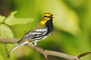 Images Dated 31st May 2006: Black-throated Green Warbler - in spring CT USA