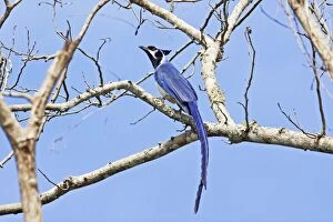 Jays Gallery: Black-throated Magpie-jay