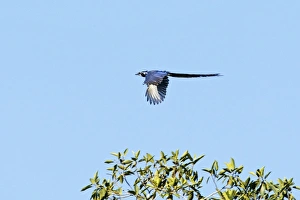 Images Dated 2nd April 2009: Black-throated Magpie-jay in flight