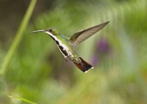 Black-throated Mango Hummingbird hovering Trinidad