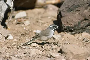 Black-throated Sparrow