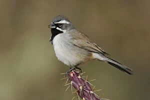 Images Dated 28th February 2007: Black-throated Sparrow