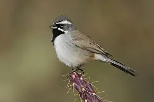 Black-throated Sparrow