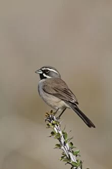 Images Dated 25th January 2010: Black-throated Sparrow