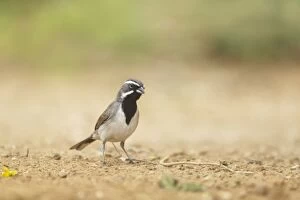 Black-throated Sparrow - on the ground