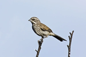 Images Dated 28th June 2007: Black-throated Sparrow - Immature. Madera Canyon, Arizona, USA, July