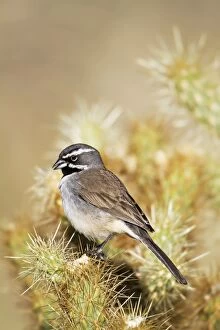 Black-throated Sparrow - January
