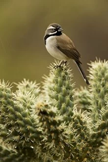 Black-throated Sparrow - Perched on cholla cactus