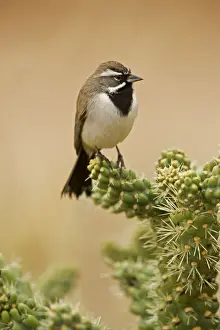 Black-throated Sparrow - Perched on cholla cactus - Also known as the Desert Sparrow in the Southwest - Live in the driest and hottest cactus and sagebrush desert - Range from NW Nevada and S