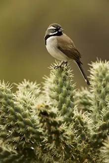 Black-throated Sparrow - Perched on cholla cactus - Also known as the Desert Sparrow in the Southwest - Live in the driest and hottest cactus and sagebrush desert - Range from NW Nevada and S