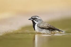 Black-throated Sparrow - washing