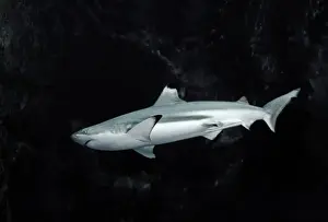 Black-tip / blacktip Reef Shark